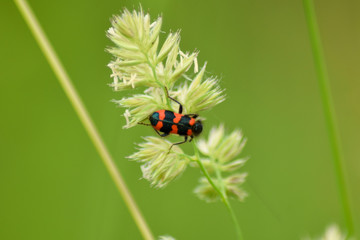 Insect on plant leaf in spring time natural light