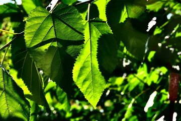 green leaves of tree