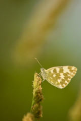 Butterfly on leaf in wildlife