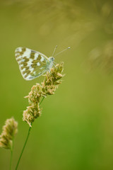 Butterfly on leaf in wildlife