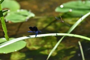 Blauflügel-Prachtlibelle