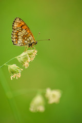 Butterfly on leaf in wildlife