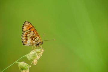 Fototapeta na wymiar Butterfly on leaf in wildlife