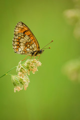 Obraz na płótnie Canvas Butterfly on leaf in wildlife