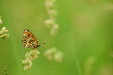 Butterfly on leaf in wildlife