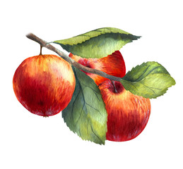 Aquarellillustrationen mit den roten Äpfeln lokalisiert auf dem weißen Hintergrund: Früchte, Zweige und Blätter © elyaka