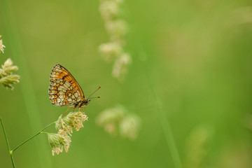 Butterfly sitting on leaf wildlife insects