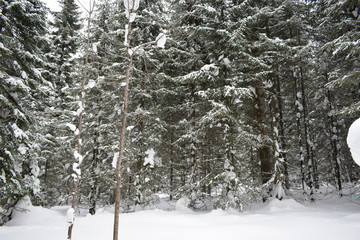 Fototapeta premium forest in winter