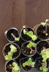 Cutting of grapes. Young seedlings of grapes in plastic bottles. Ready for planting. Use of plastic bottles in everyday life.