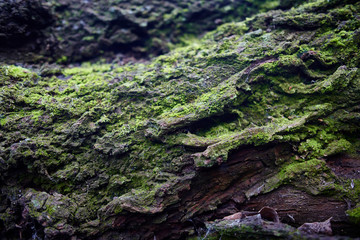 Photograph of moss on a tree trunk, in Los Cahorros, Monachil, Granada.