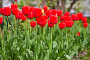 a lot of beautiful red tulips growing in the garden on springtime as flowers concept