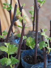 Cutting of grapes. Young seedlings of grapes in plastic bottles. Ready for planting. Use of plastic bottles in everyday life.