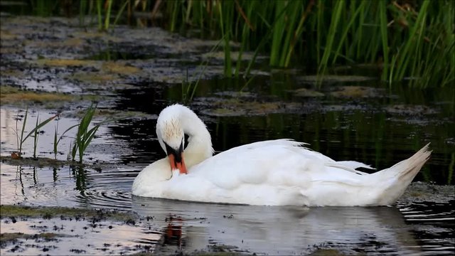 Swan Cleaning Its Feathers