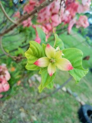 flower in the garden