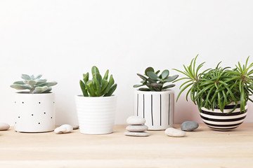 Collection of various succulents and plants in colored pots. Potted cactus and house plants against light wall. The stylish interior home garden comcept