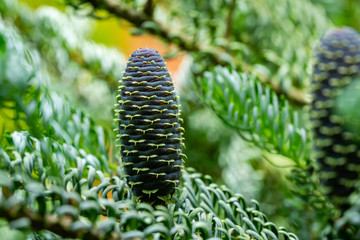 Young blue cone on branch of fir Abies koreana Silberlocke with green and silver spruce needles on background. Selective nature focus close-up in spring garden. Concept for natural design