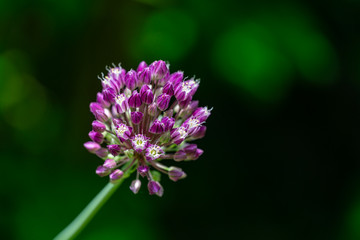 Violet flower ball of opening blooming decorative onion on dark green blurred nature greenery. Macro photo of lilac color Allium Flower with selective focus. There is place for text