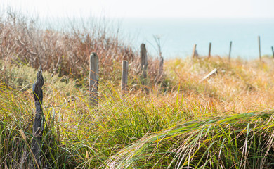 weathered wooden fence posts in grassy field by the ocean, seaside landscape, wetlands