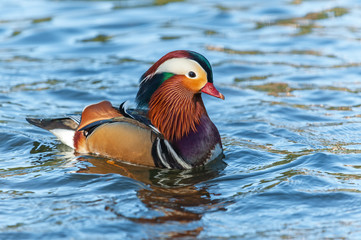 Portrait of adult male mandarin duck floating in water