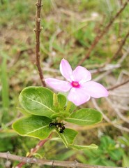 pink flower