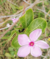 Ants on flower