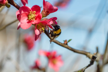 Bee on maule's quince