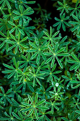 lupine plant before flowers, green star shaped leaves, unique leaf shape, nature background