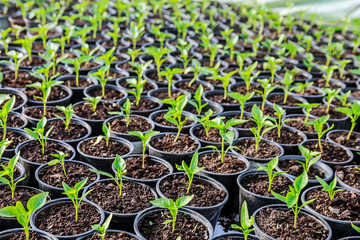 Pepper seedlings in plastic pots. Growing seedlings in early spring in the greenhouse.