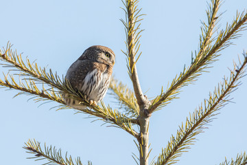 Northern pygmy owl