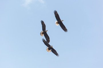 Flying Bald eagle