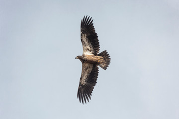 Fototapeta premium Flying juvenile Bald eagle