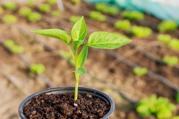 Pepper seedlings in plastic pots. Growing seedlings in early spring in the greenhouse.