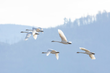 Flying Trumpeter Swan