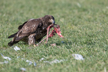 juvenile Bald eagle