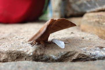 A small white butterfly protected by the wings of a large brown moth on a stone surface. Shot in Nepal