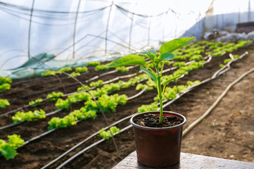 Pepper seedlings in plastic pots. Growing seedlings in early spring in the greenhouse.