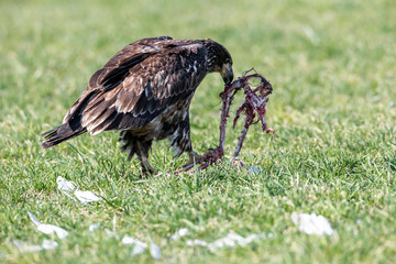 juvenile Bald eagle