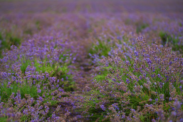 Obraz premium Provence, Lavender field. Lavender flowers close up