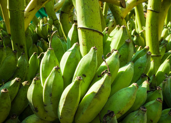 Green banana bunches raw and unclean at the banana market in Yangon, Myanmar. Closeup photo