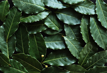 Photography of laurel leaves for food background