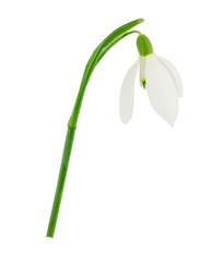 Snowdrop flower isolated on white background with clipping path