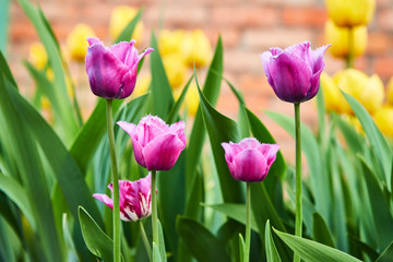 a lot of beautiful lilac tulips growing in the garden on springtime as flowers concept