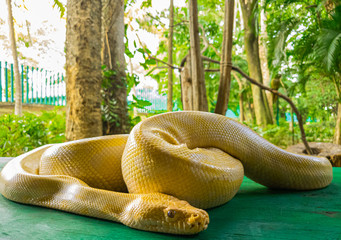 Yellow Reptile