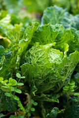 dew drops on cabbage plants in garden, organic greens water droplets, green crops fresh leaves