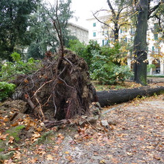 Albero secolare sradicato  nel parco per il forte vento di burrasca