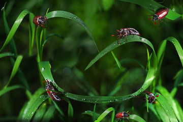 Large beetles crawl along the grass in the dew