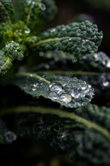 morning dew drops collected on dark green kale leaves in an organic garden, fresh dino kale after rain, macro water droplets on leaf