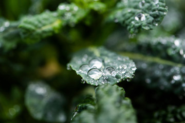 morning dew drops collected on dark green kale leaves in an organic garden, fresh dino kale after rain, macro water droplets on leaf