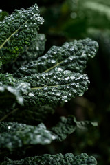 morning dew drops collected on dark green kale leaves in an organic garden, fresh dino kale after rain, macro water droplets on leaf