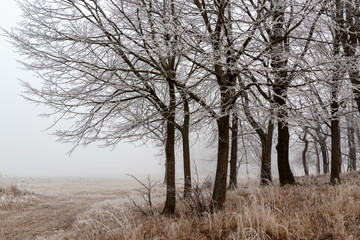Łagodna zima na Podlasiu. Dolina Narwi. Krajobraz z mgłą i szronem. Polska - obrazy, fototapety, plakaty